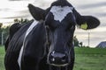 Holstein dairy cow close up