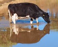 Holstein Dairy Cow enjoying a drink Royalty Free Stock Photo