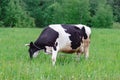 Holstein dairy cow feeding eating grass in a field pasture on summer day, natural organic dairy production concept Royalty Free Stock Photo