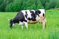 Holstein dairy cow feeding eating grass in a field pasture on summer day, natural organic dairy production concept Royalty Free Stock Photo