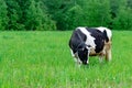 Holstein dairy cow feeding eating grass in a field pasture on summer day, natural organic dairy production concept, copy space Royalty Free Stock Photo