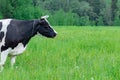 Holstein dairy cow feeding eating grass in a field pasture on summer day, natural organic dairy production concept, copy space Royalty Free Stock Photo