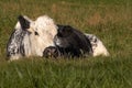 A Holstein dairy cow in a field in Lancaster, Pennsylvania.