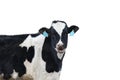 Holstein dairy cow isolated Royalty Free Stock Photo