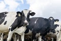 Holstein dairy cow looking down at camera