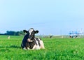 Holstein dairy cow resting on grass