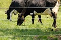 Holstein dairy cows. black, white, Charlton, Ma