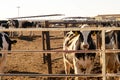 Holstein dairy cows in outdoor feeding pens in Texas