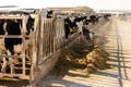 Holstein dairy cows in outdoor feeding pens in Texas