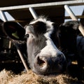 Holstein Dairy Heifer at the feeding barrier Royalty Free Stock Photo