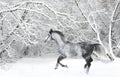 Holstein dressage horse Dapple gray with bridle Royalty Free Stock Photo