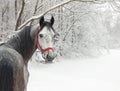 Holstein dressage horse Dapple gray with bridle Royalty Free Stock Photo