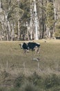 Holstein Fresian cow Royalty Free Stock Photo
