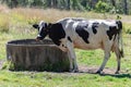 Holstein Fresian Cow and round drinking trough