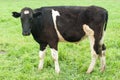 A Holstein-Friesian Calf Royalty Free Stock Photo