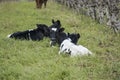 Holstein Friesian  calves lying down Royalty Free Stock Photo