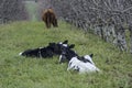 Holstein Friesian  calves lying down Royalty Free Stock Photo