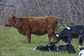 Holstein Friesian  calves in orchard Royalty Free Stock Photo