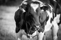 Holstein Friesian bull Royalty Free Stock Photo