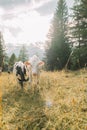 Holstein Friesian Cattle Calves graze on a meadow.Calves graze on a meadow in the Austrian mountains. Mountain pastures Royalty Free Stock Photo