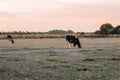 Holstein Friesian Cattle.dairy cows with black and white spotting.Farm animals. herd of cows graze and eat grass in a Royalty Free Stock Photo