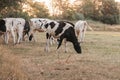 Holstein Friesian Cattle.dairy cows with black and white spotting.Farm animals. herd of cows graze and eat grass in a Royalty Free Stock Photo