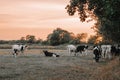 Holstein Friesian Cattle.dairy cows with black and white spotting.herd of cows graze and eat grass in a meadow at dawn Royalty Free Stock Photo