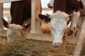 Holstein Friesian cattle eating