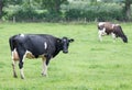 Holstein Friesian cattle Royalty Free Stock Photo