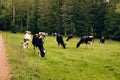 Holstein Friesian cattle grazing Royalty Free Stock Photo