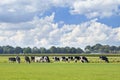 Holstein-Friesian cattle in a green Dutch meadow with a blue cloudy sky Royalty Free Stock Photo