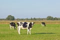 Holstein-Friesian cattle in a green Dutch meadow, Royalty Free Stock Photo