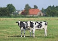 Holstein-Friesian cattle in a green Dutch meadow with a farm Royalty Free Stock Photo