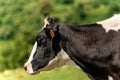 Holstein Friesian cattle - Portrait of a black and white cow Royalty Free Stock Photo
