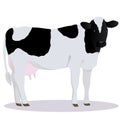 Holstein Friesian cattle Royalty Free Stock Photo