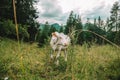 Holstein Friesian Cattle. white calf in alpine pasture.Calves graze on a meadow in the Austrian mountains.Calves with Royalty Free Stock Photo