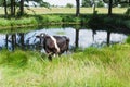 A Holstein Friesian cow grazing on a green pasture Royalty Free Stock Photo