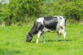 Holstein Friesian cow on green grass Royalty Free Stock Photo