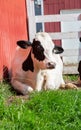 Holstein friesian cow