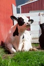 Holstein friesian cow