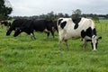 Holstein Friesian Cows Royalty Free Stock Photo