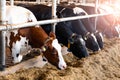 Holstein Friesian cows at a dairy farm Royalty Free Stock Photo