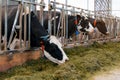 Holstein Friesian cows at a dairy farm Royalty Free Stock Photo