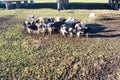 Holstein Friesian cows eating hay Royalty Free Stock Photo