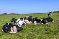 Holstein friesian cows