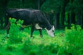 Holstein Friesian dairy cows in field near green grass field. Royalty Free Stock Photo