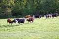 Holstein Friesians cattle cows in a farmland Royalty Free Stock Photo