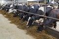 Holstein Friesians cattle eating grass through the fence in the farm Royalty Free Stock Photo