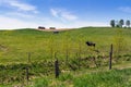 Holstein Friesians cattles in the pasture Royalty Free Stock Photo