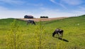 Holstein Friesians cattles in the pasture Royalty Free Stock Photo